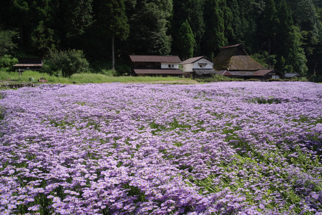 菊の花咲く