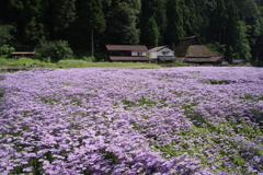 菊の花咲く