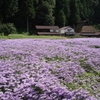 菊の花咲く