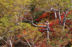 IMGP6781