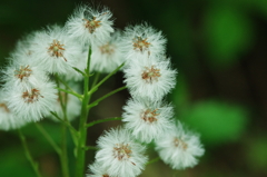 白山の花　6月