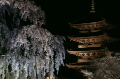 東寺の桜③