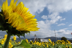 １１月のひまわり　Ⅱ