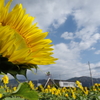 １１月のひまわり　Ⅱ