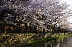 八幡堀の桜