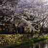 八幡堀の桜