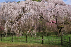 桜はまだかぁ～！