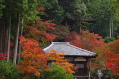 神護寺、錦秋