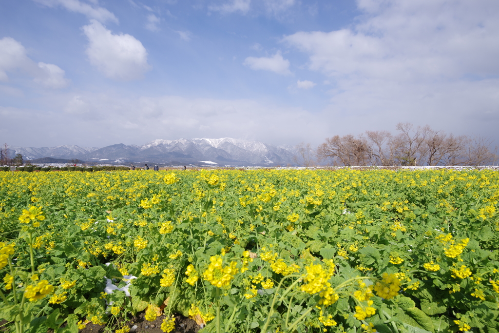 菜の花畑と比良山