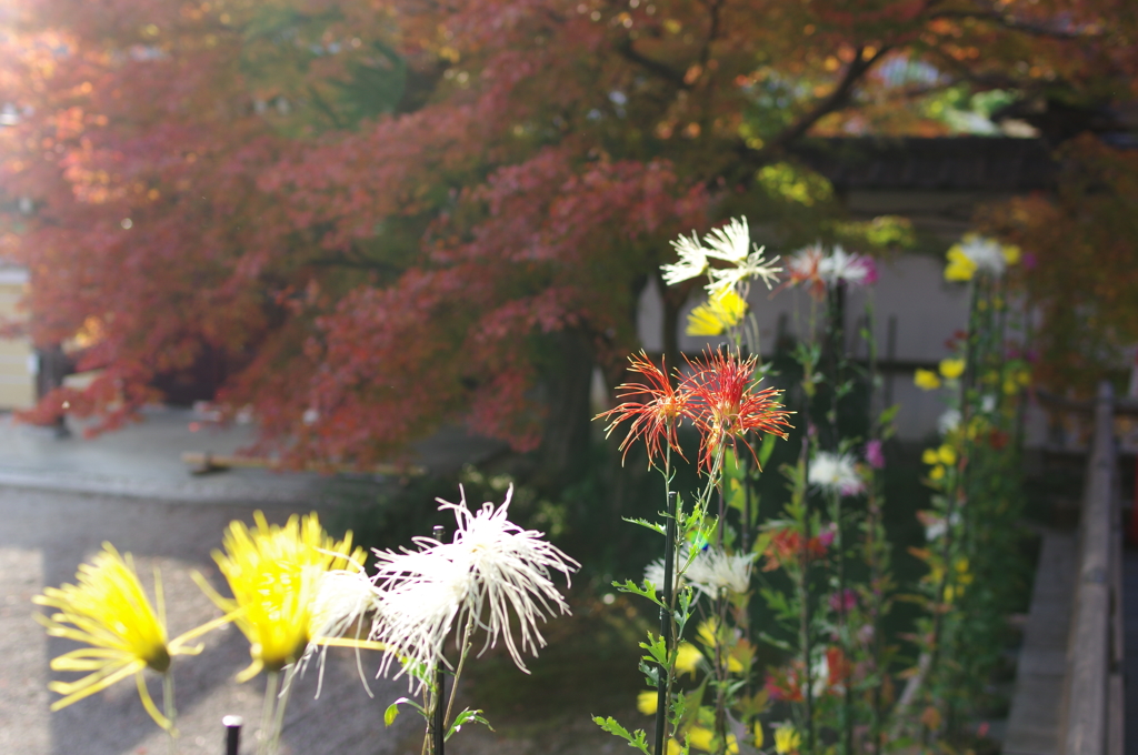嵯峨野、秋の華