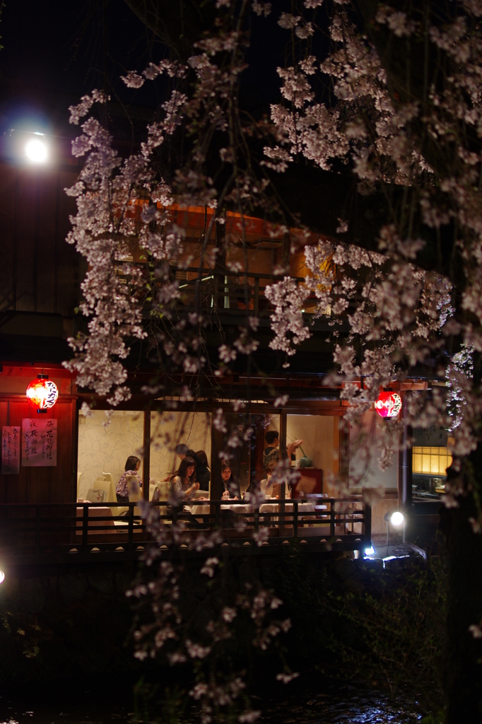 祇園白川の夜桜