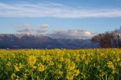 比良山の朝、菜の花畑と。