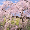 京の春