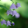 なんて花？