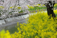 春の疎水