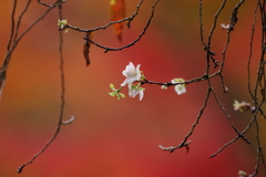 不断桜、紅葉に映える