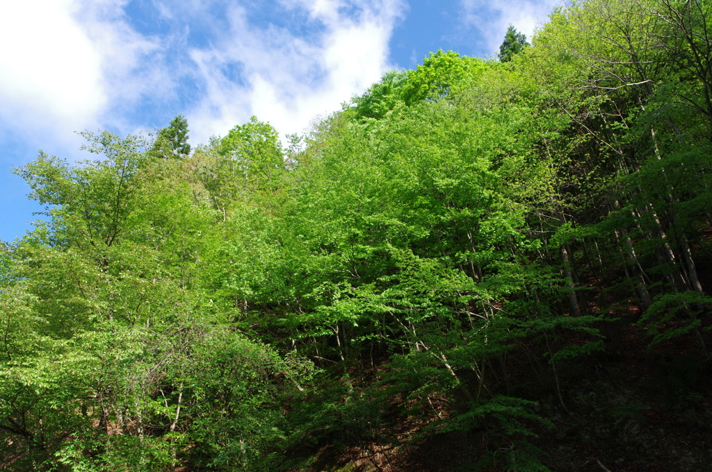 夏山の匂い