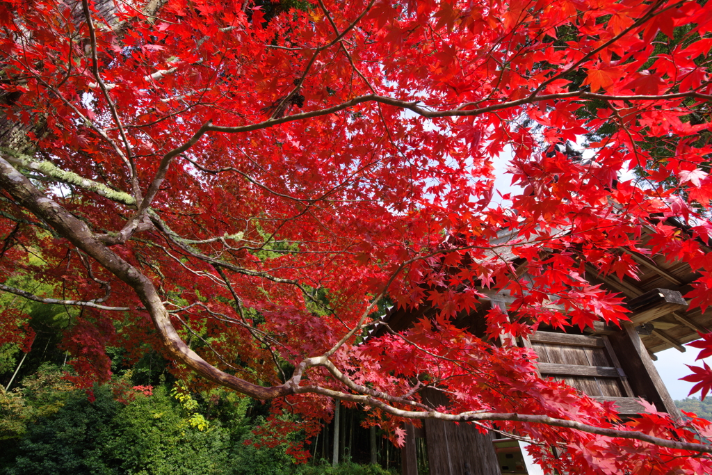 丹波の国は、紅く染まってⅡ