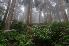 コアジサイの森