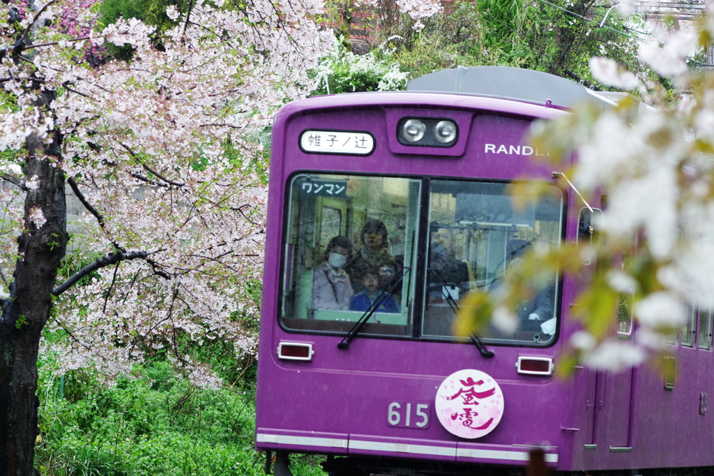 桜の嵐電　①