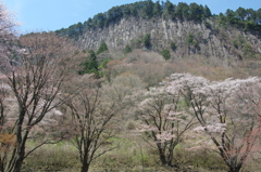 柱状節理と桜 2