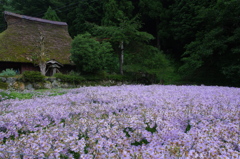 初秋を告げる花