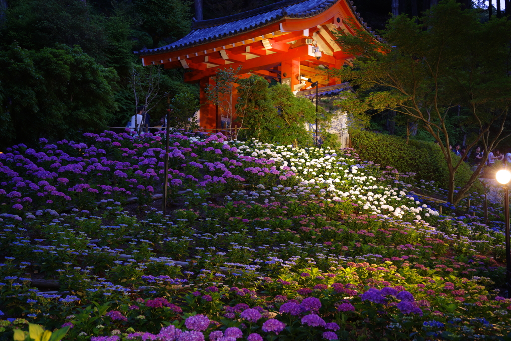 あじさい寺、ライトアップ　Ⅱ