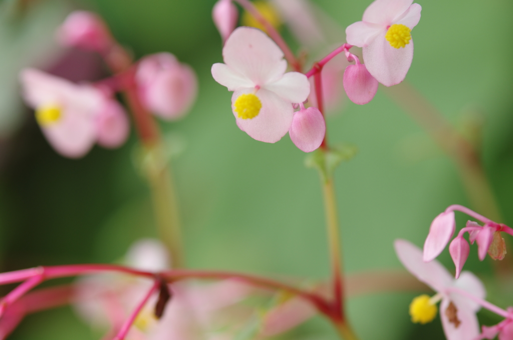 見知らぬ花