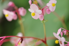 見知らぬ花