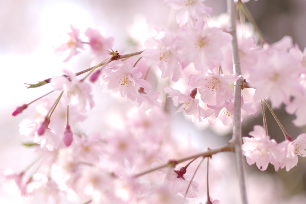 麗しき春 Ⅱ