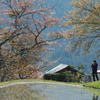 名残り桜　1