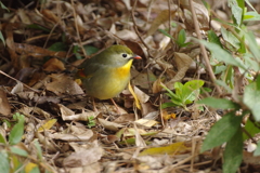 カラフル