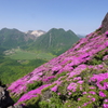 ミヤマキリシマ咲く、九重連山　4