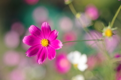 花遊び