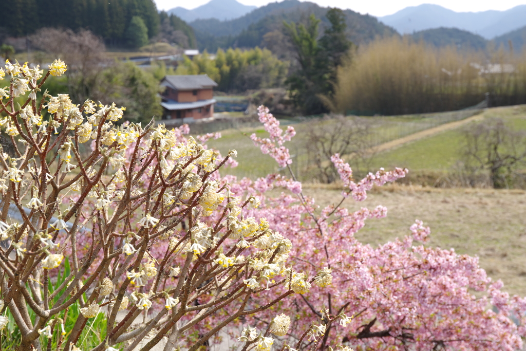 ある里山の春