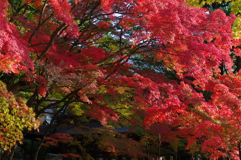 紅い波濤