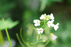 伊吹山のお花