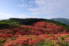 山上の花畑