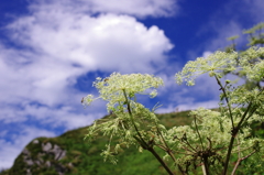 晩夏の伊吹山