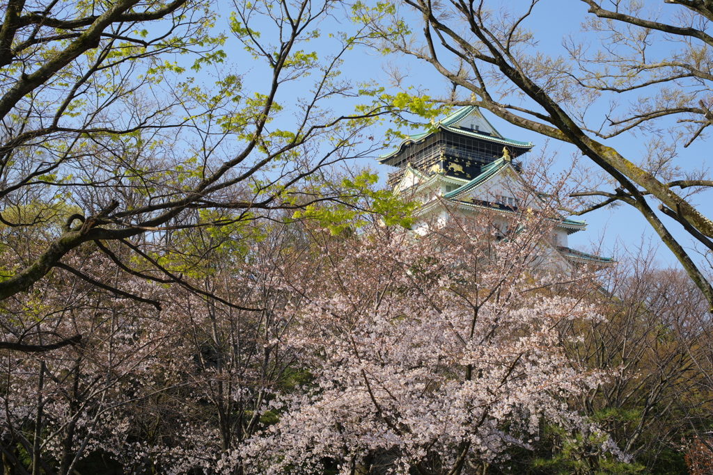 桜の大阪城　Ⅱ