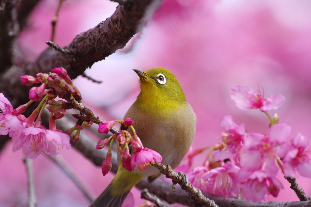 春が近づいて