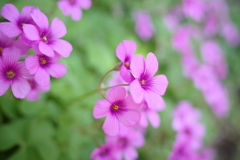 この花は？