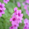 この花は？