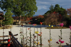 大覚寺　嵯峨菊