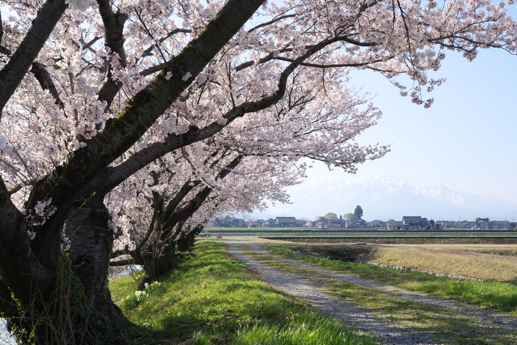 春の風景 Ⅳ
