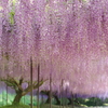 初夏の香り　Ⅱ