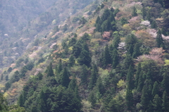 春の山、麗しく