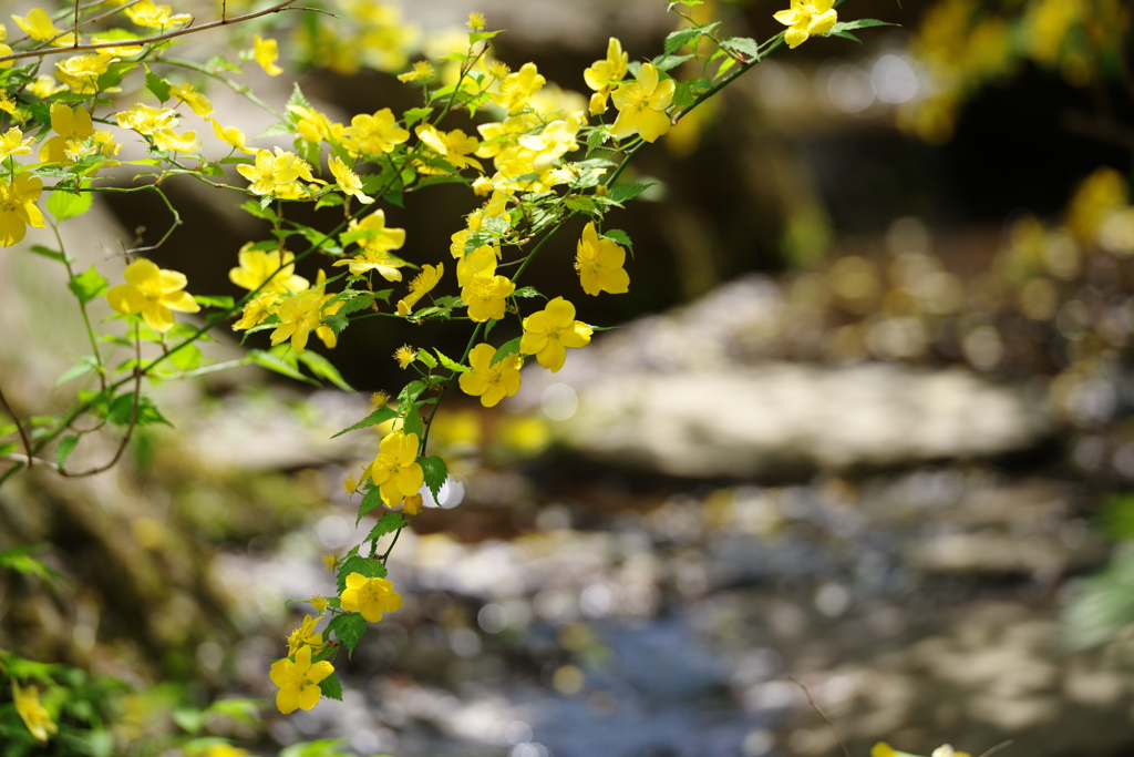 山吹の花