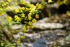 山吹の花