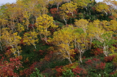 岳樺の紅葉